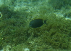 Acanthurus blochii