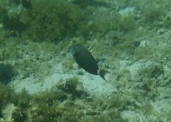 Acanthurus blochii