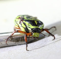 Eupoecila australasiae