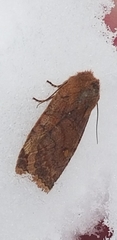 Eupsilia vinulenta