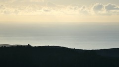 Eschrichtius robustus