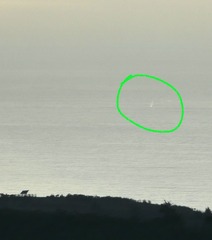 Eschrichtius robustus