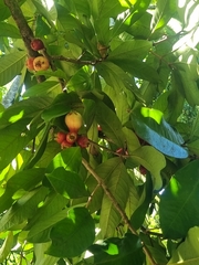 Syzygium samarangense
