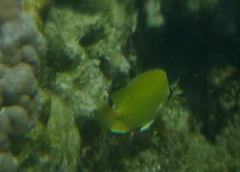 Chaetodon citrinellus