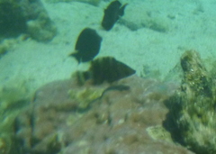 Cheilinus trilobatus