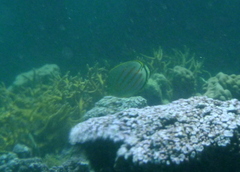 Chaetodon ornatissimus