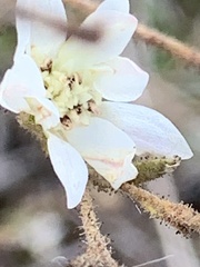 Hemizonia congesta luzulifolia