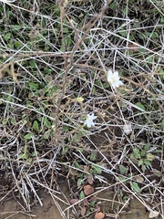 Hemizonia congesta luzulifolia