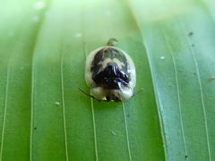 Aslamidium semicirculare