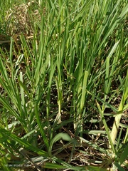 Stenotaphrum secundatum