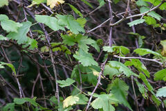 Ribes alpinum