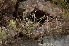 Pimelea octophylla