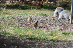 Passerella iliaca iliaca