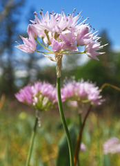 Allium nevii