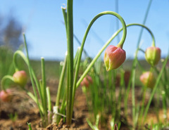 Allium nevii