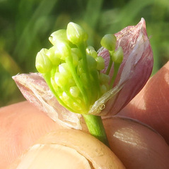 Allium nevii