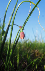 Allium nevii