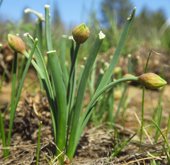 Allium nevii