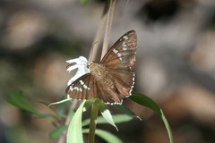Apyrrothrix araxes
