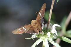 Apyrrothrix araxes