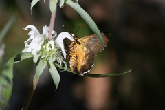 Apyrrothrix araxes