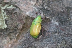 Chrysina beyeri