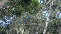 Cotinga amabilis image