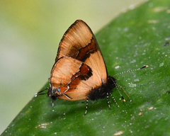 Calycopis buphonia