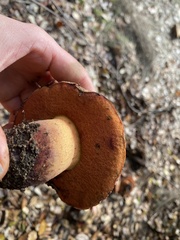 Suillellus amygdalinus