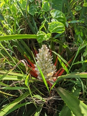 Bromelia antiacantha
