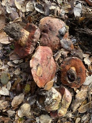 Suillellus amygdalinus