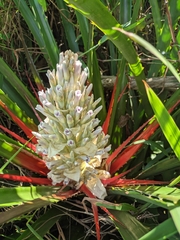 Bromelia antiacantha