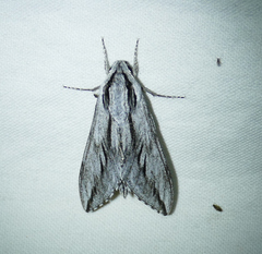 Sphinx dollii