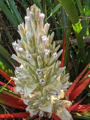 Bromelia antiacantha