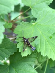 Synanthedon tipuliformis