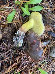 Xerocomellus diffractus