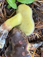 Xerocomellus diffractus