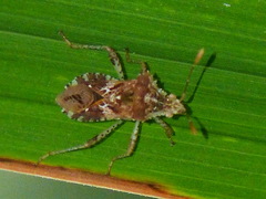 Coreidae