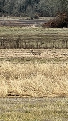 Odocoileus virginianus leucurus