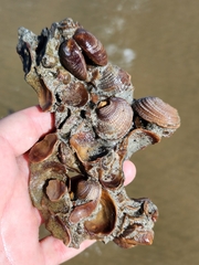 Austrovenus stutchburyi