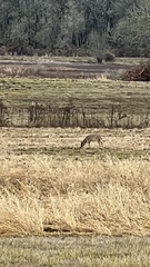 Odocoileus virginianus leucurus
