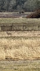 Odocoileus virginianus leucurus