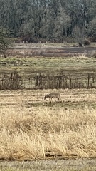 Odocoileus virginianus leucurus