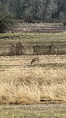 Odocoileus virginianus leucurus