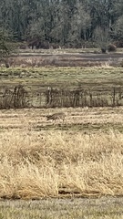 Odocoileus virginianus leucurus