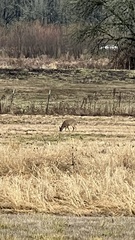 Odocoileus virginianus leucurus