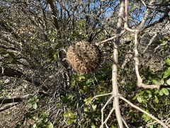 Amphibolips quercuspomiformis