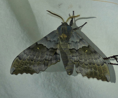 Pachysphinx occidentalis