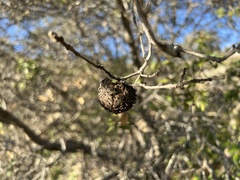 Amphibolips quercuspomiformis