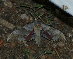 Pachysphinx occidentalis